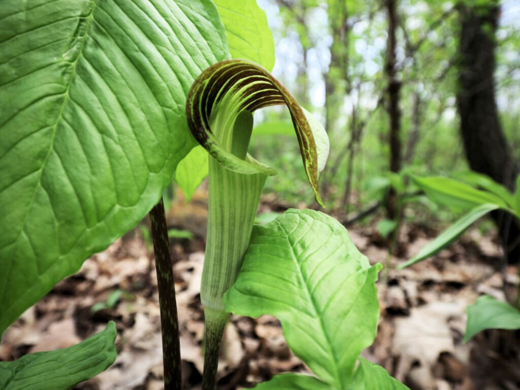 A side view of a Jack-in-the-Pulpit flower.